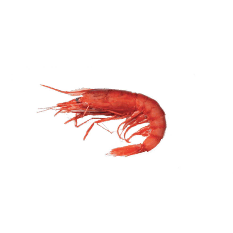 Crevette Rouge