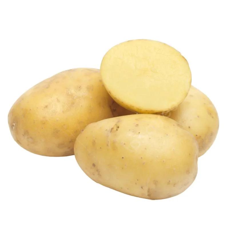 Pomme de Terre
