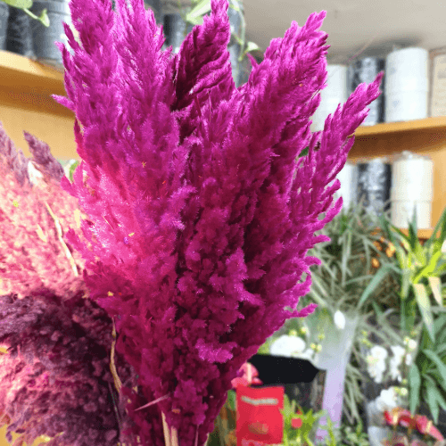 Pampas Sèches Rose Fuchsia x3