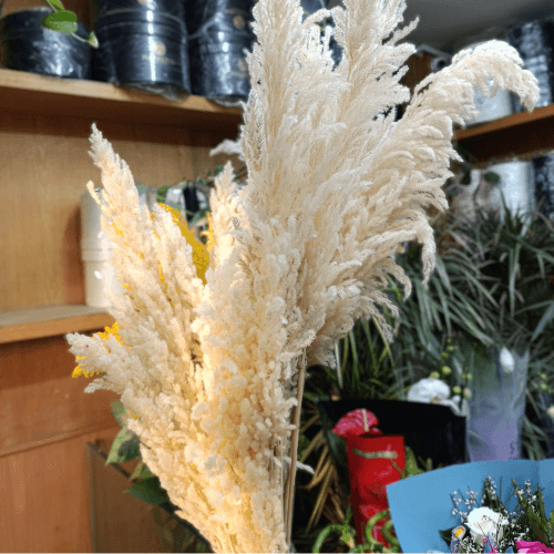 Pampas Sèches Blanche x3