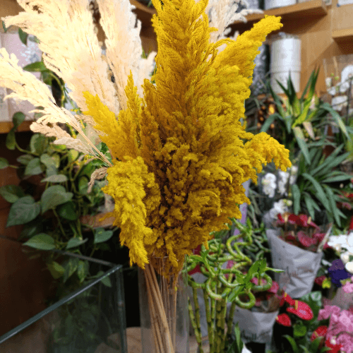 Pampas Sèches Jaune x3