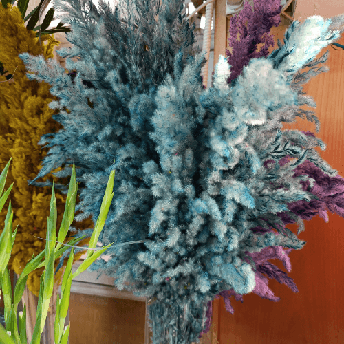 Pampas Sèches vert turquoise x3