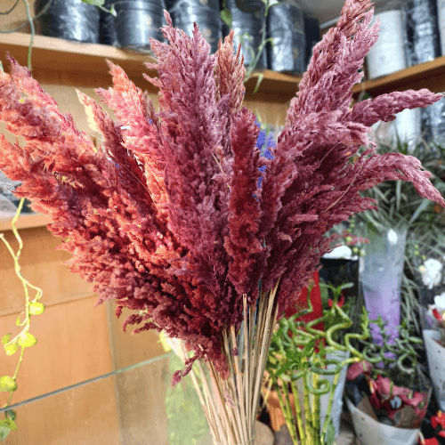 Pampas Pampas Sèches rouge bordeaux x3