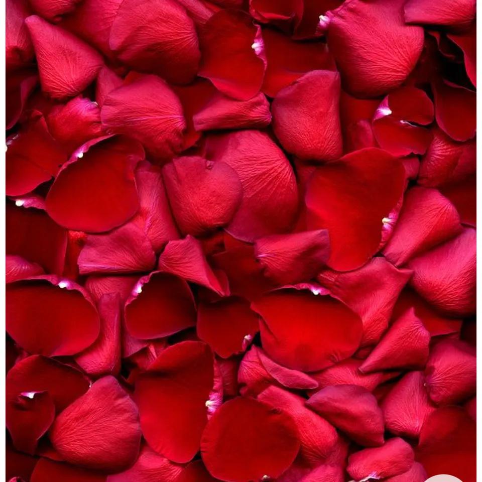 Pétales de rose