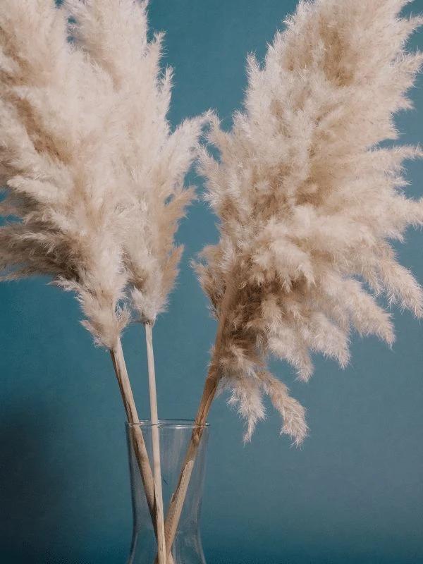 Pampas individual
