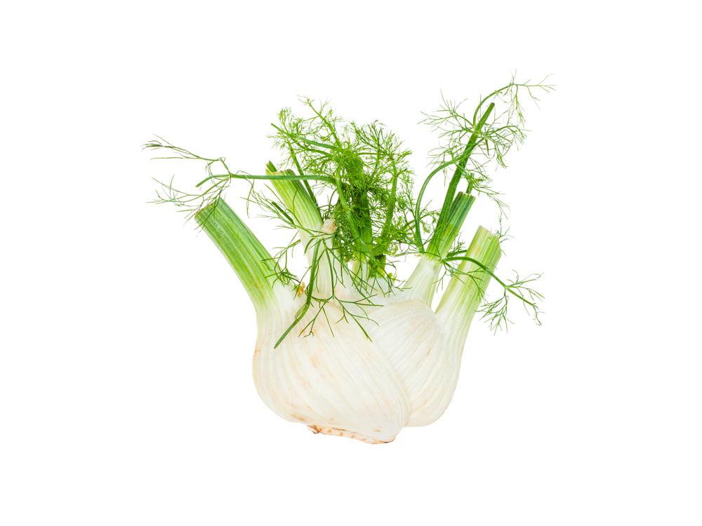 Fenouil