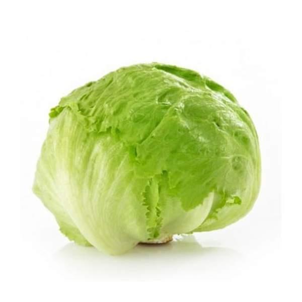 LAITUE ICEBERG - خس ايسبرغ - (U)