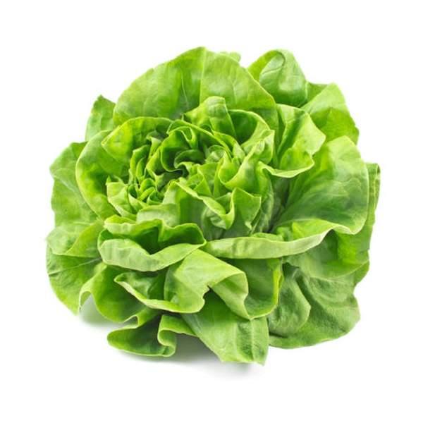 LAITUE - خس رومي - (U)