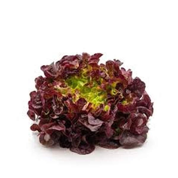 LAITUE FEUILLE DE CHENE ROUGE - الخس الأحمر - (U)