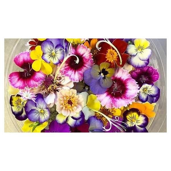 FLEUR COMESTIBLE - زهرة صالحة للأكل - (U)