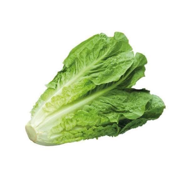 LAITUE BELDIA - خس بلدي - (U)