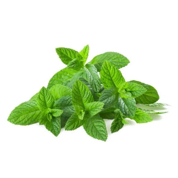 MENTHE - نعناع - (U)