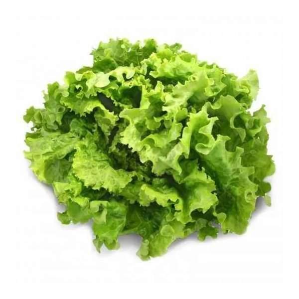 LAITUE BATAVIA - خس باتافيا - (U)