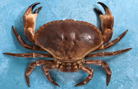 Crabe