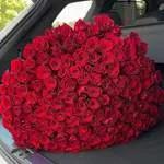 Roses Rouges Amour