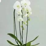 Orcid En Peau