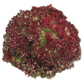 LAITUE LOLLO ROSSA - خس لولو أحمر - (U)