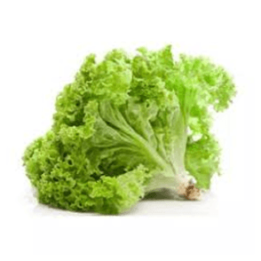 LAITUE FRISEE - خس مُجمد - (U)