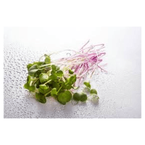 MICRO HERBES - براعم صغيرة (U)