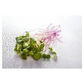 MICRO HERBES - براعم صغيرة (U)
