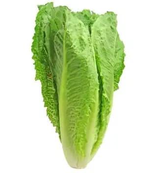 Salade Romaine