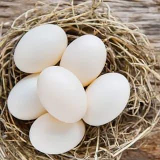 Oeufs Beldi- 6 Pièces