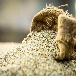 Graines de millet (ILLANE) naturelle