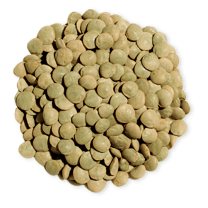 Lentille Vert 500gr
