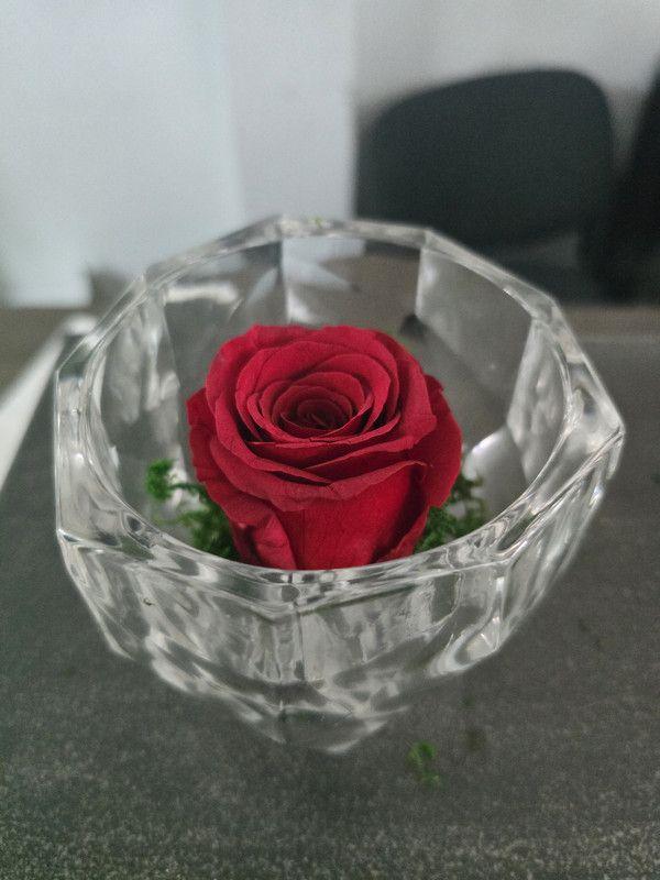 Rose éternelle Rouge