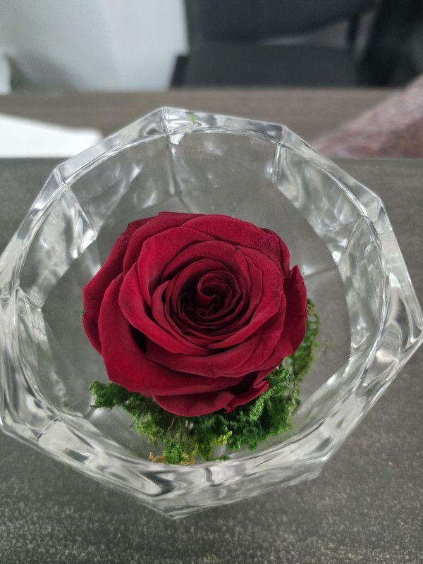 Rose Éternelle Rouge Foncé