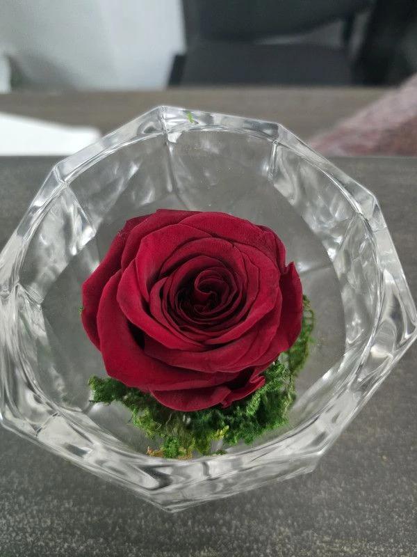 Rose Éternelle Rouge Foncé