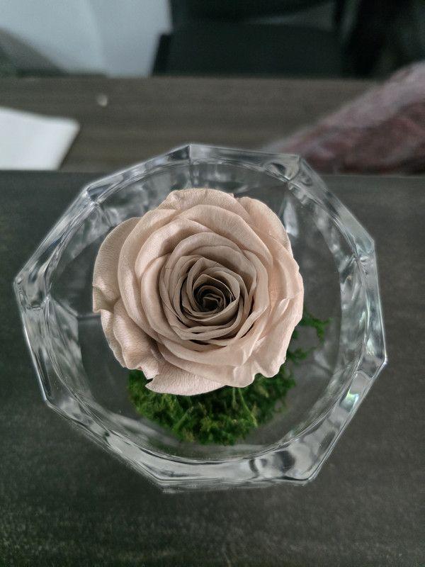 Rose Éternelle Mauve