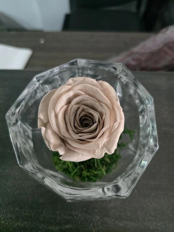 Rose Éternelle Mauve
