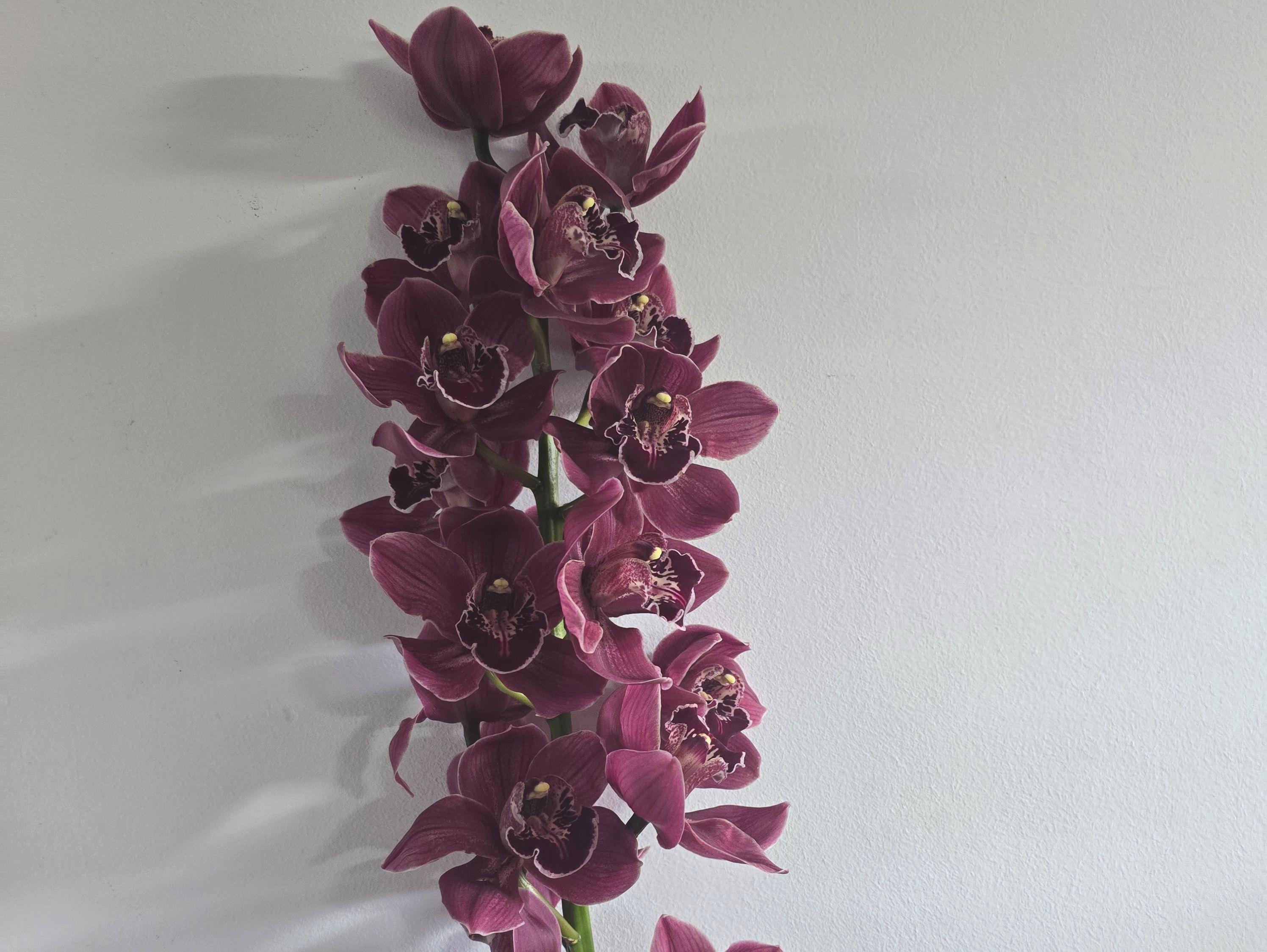 Cymbidium 70 cm