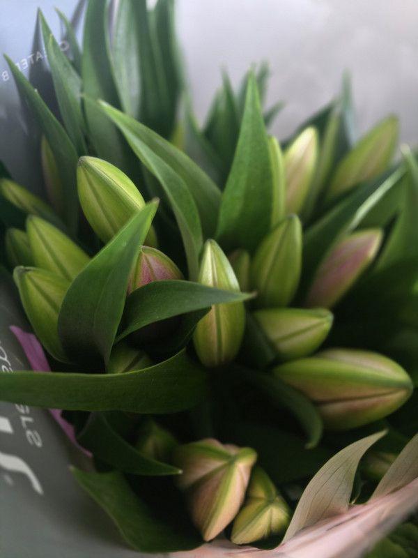 Bouquet De 5 Tige De Lys Oriental extra