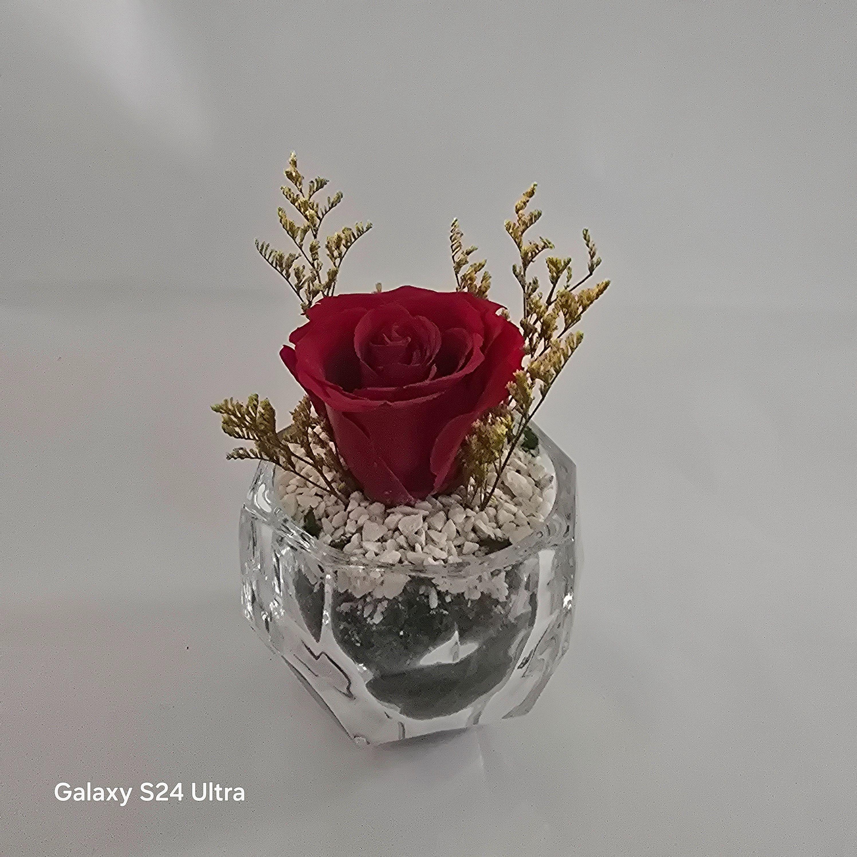 Rose rouge éternelle 1