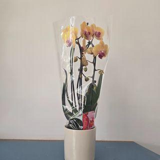 Orchidée Arc orange fuchsia