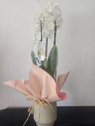 Orchidee Blanche
