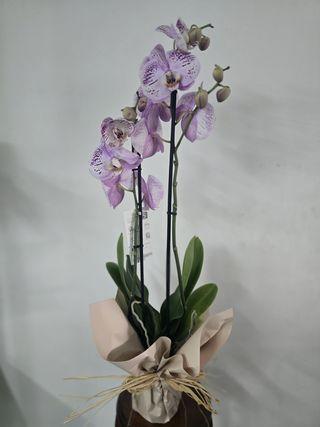 Orchidee Rose