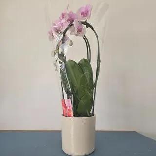 Orchidée Arc rose