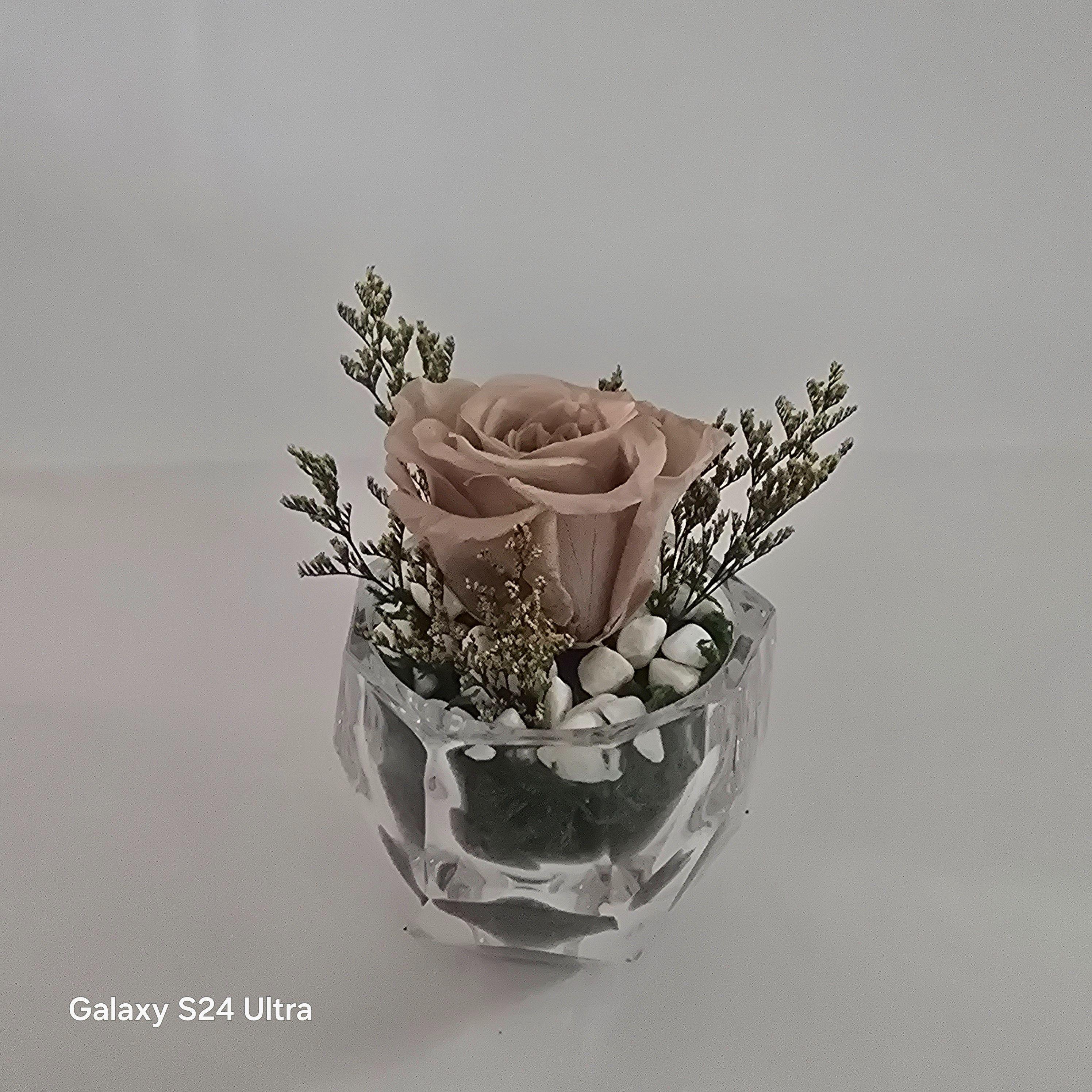 Rose  éternelle alliance