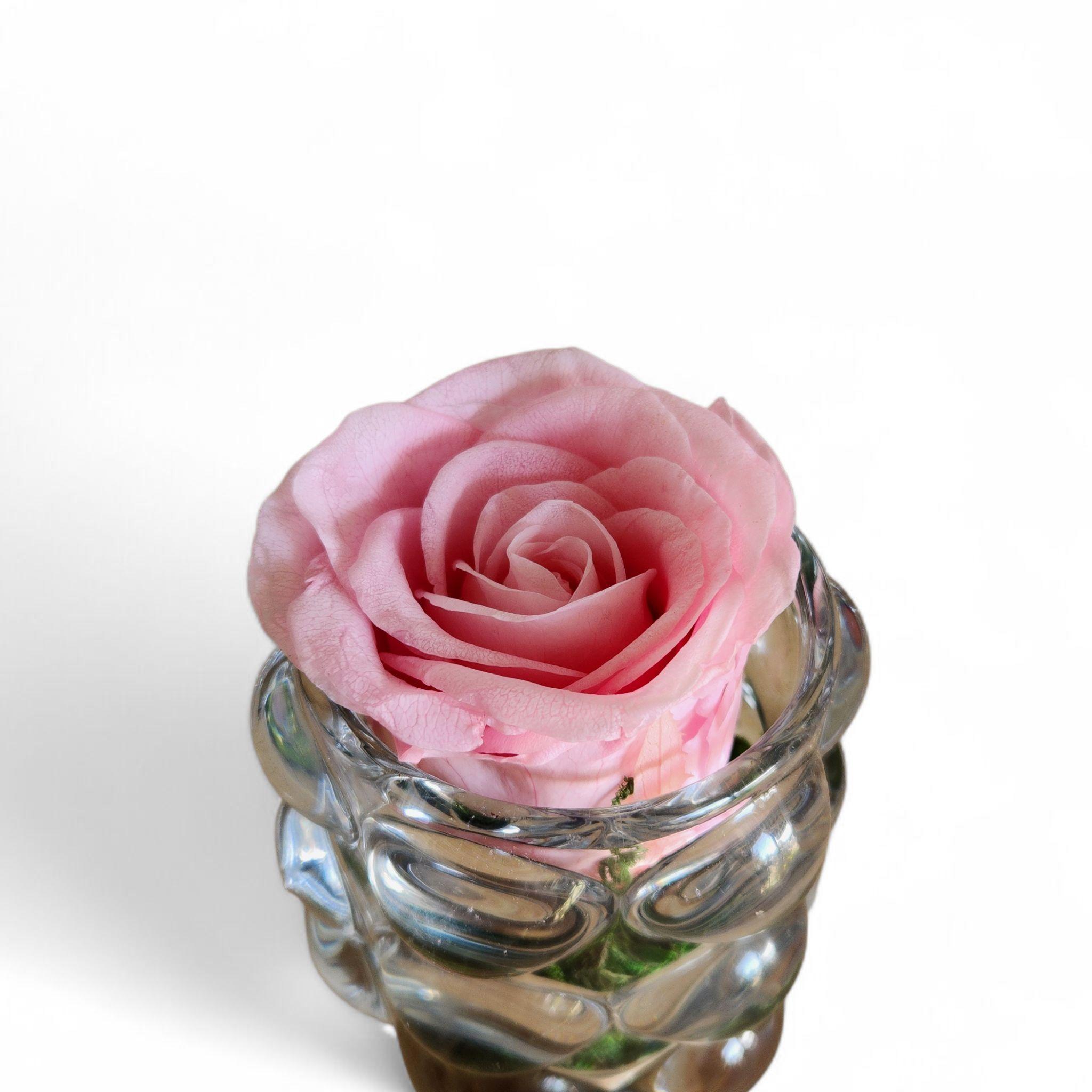 Rose rose éternelle