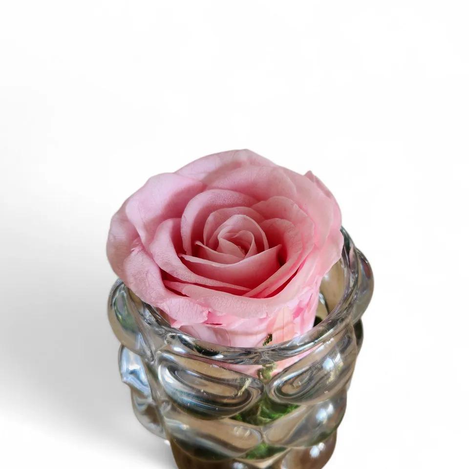 Rose rose éternelle