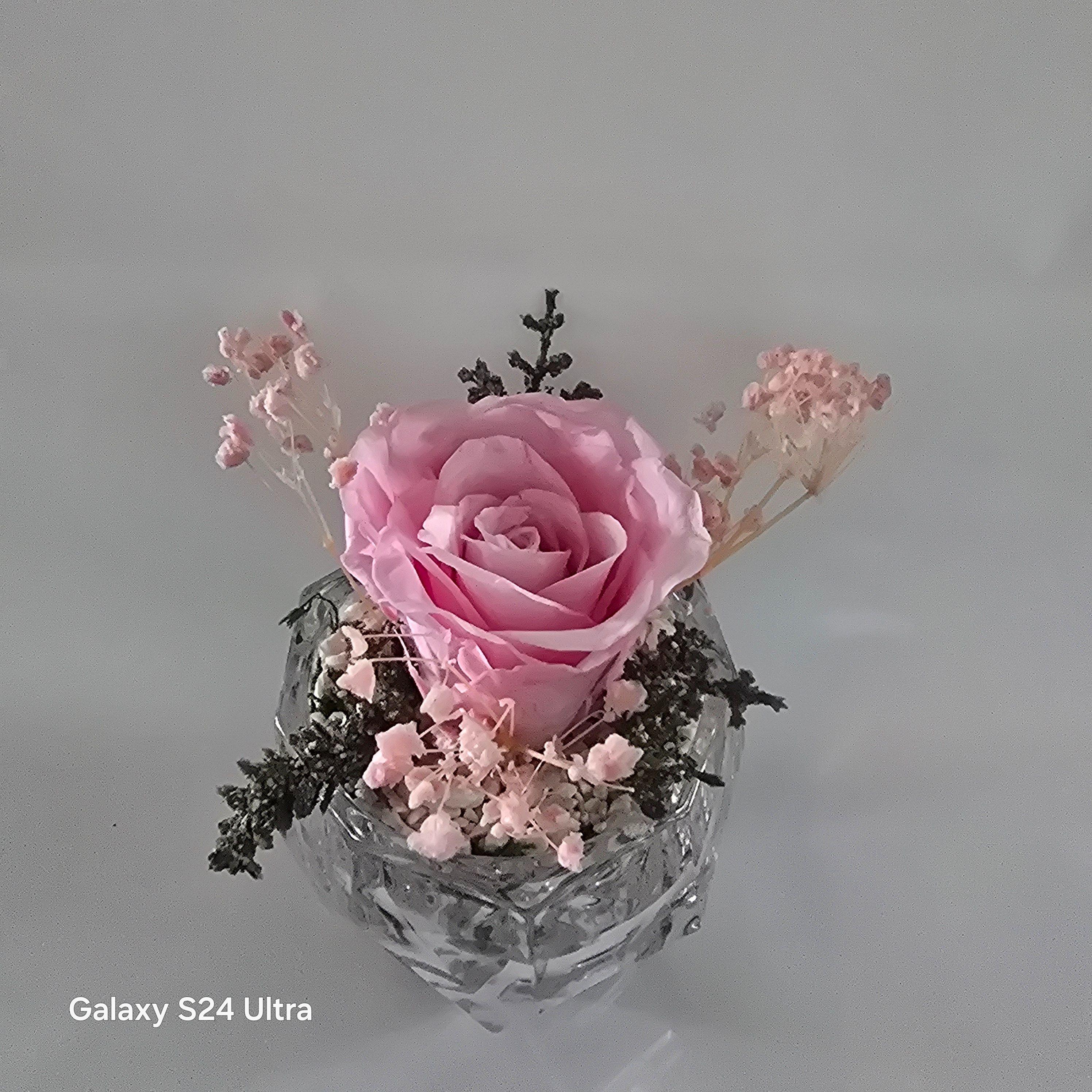 Rose Éternelle Rose