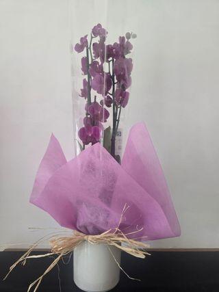 Orchidee Fuchia