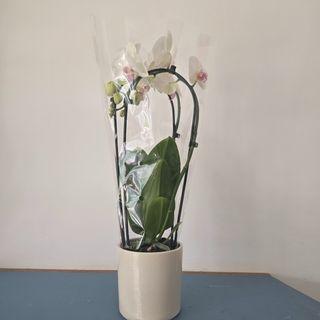 Orchidée Arc blanche