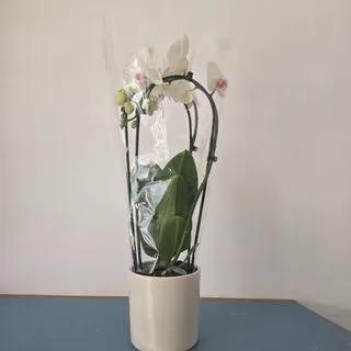 Orchidée Arc blanche