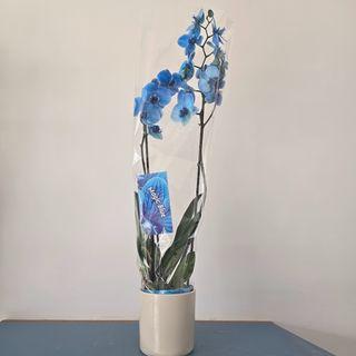 Orchidée bleu