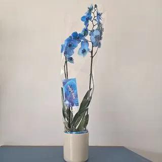 Orchidée bleu
