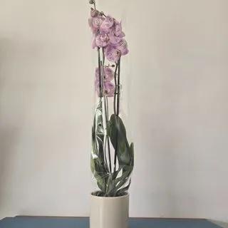 Orchidée rose moucheté